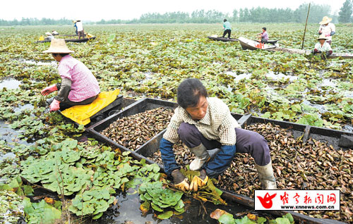 "菱角种植户孙平安种菱角已有8个年头,今年首次在甘棠村种植,由于菱角