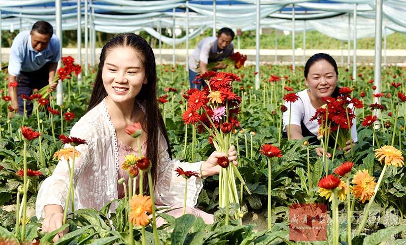 图文：鲜花铺就致富路