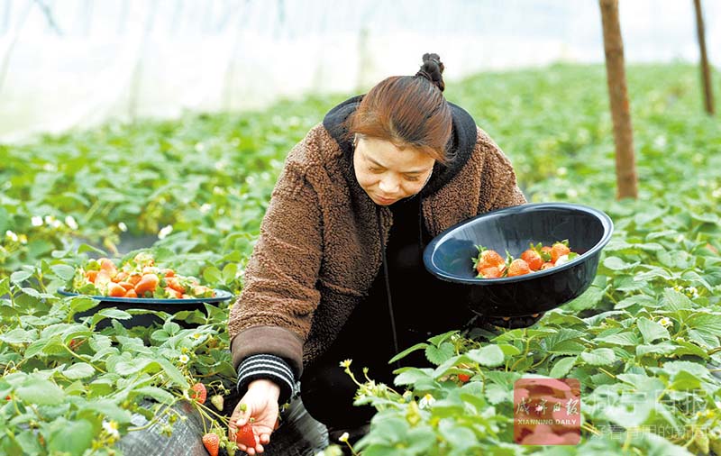 图文：浙商种草莓带富一方人