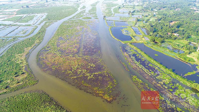 图文：水草丰美鸟类天堂