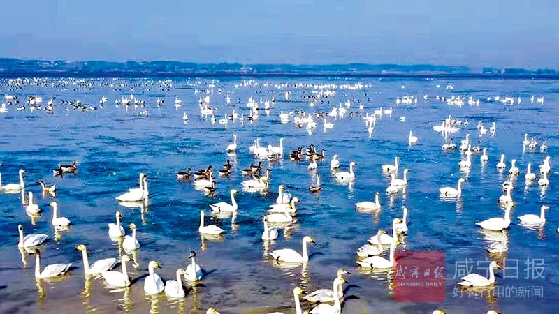 图文：候鸟“打卡”向阳湖