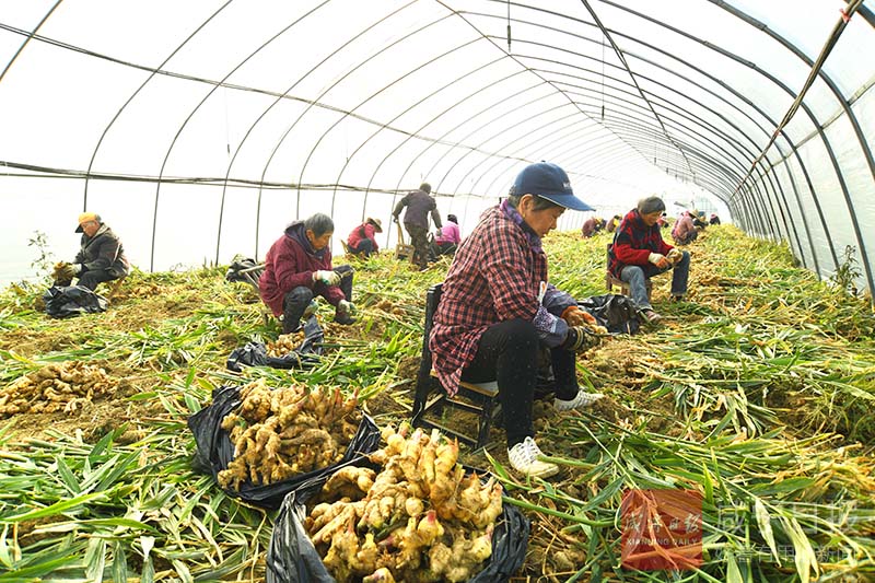 图文：大棚生姜增产增收