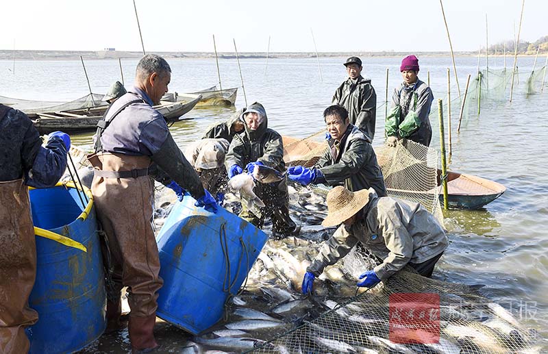 图文：嘉鱼陆水干流防洪治理渔民乐开怀