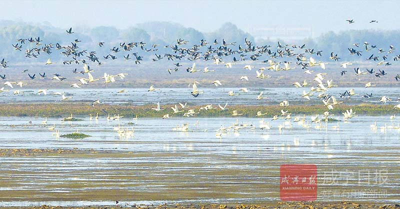 图文：向阳湿地鸟欢歌