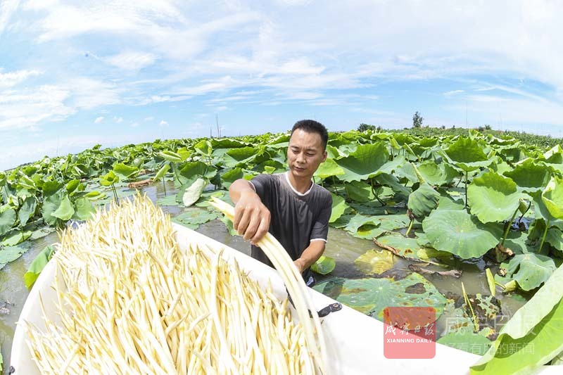 图文：鲜藕带俏销