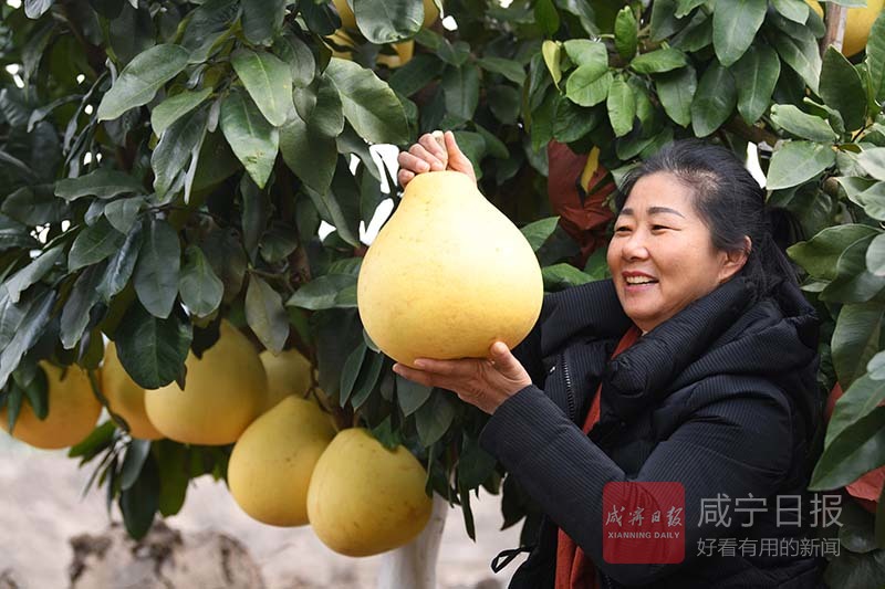 图文：乡村游采摘乐