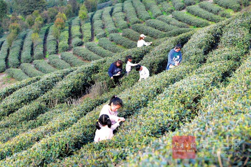 图文：黄荆塘村春茶飘香