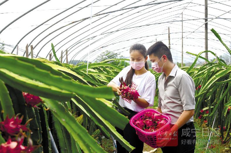 图文：新农人助力乡村振兴