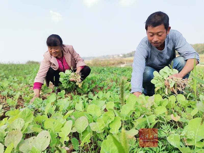 图文：油菜移栽忙