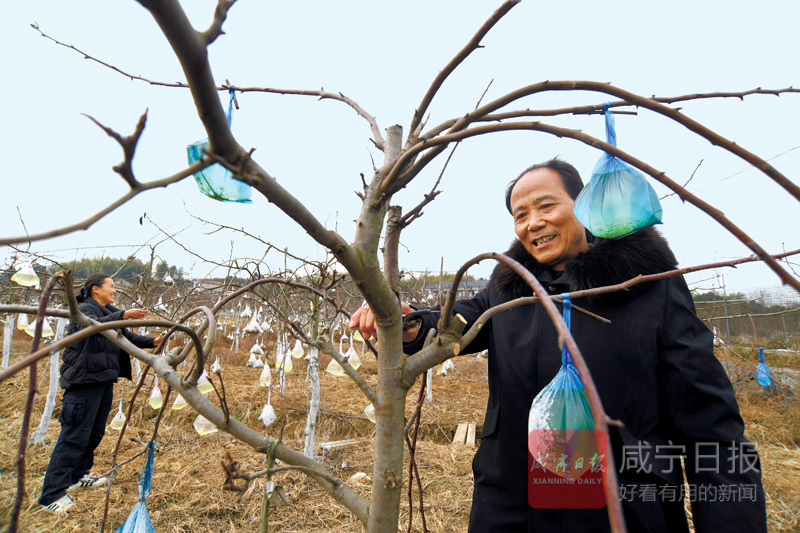 图文：科学管护果树