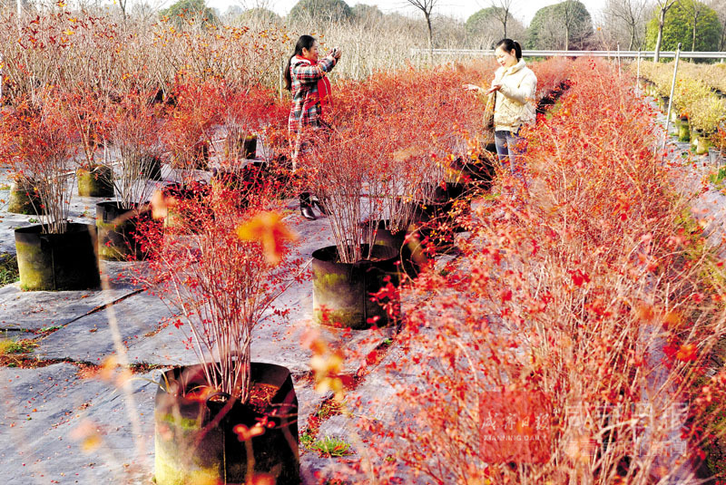 图文：种植花卉苗木 助农增收致富