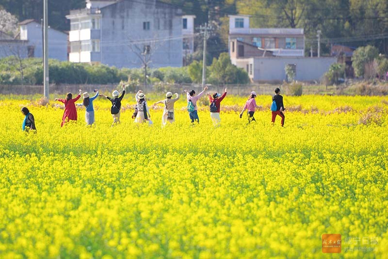 图文：油菜花开春意浓