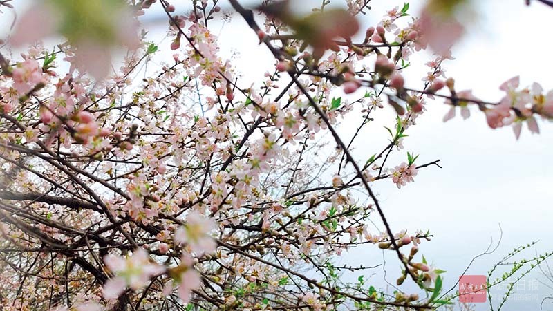 图文：葛仙山上樱花开