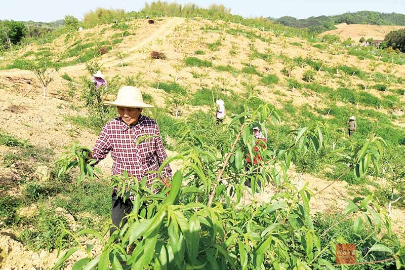 图文：种植果树 振兴乡村