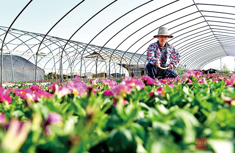 图文：鲜花盛开致富路