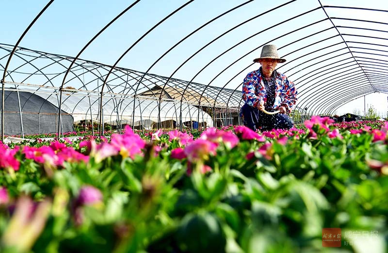 图文：鲜花种植闯富路