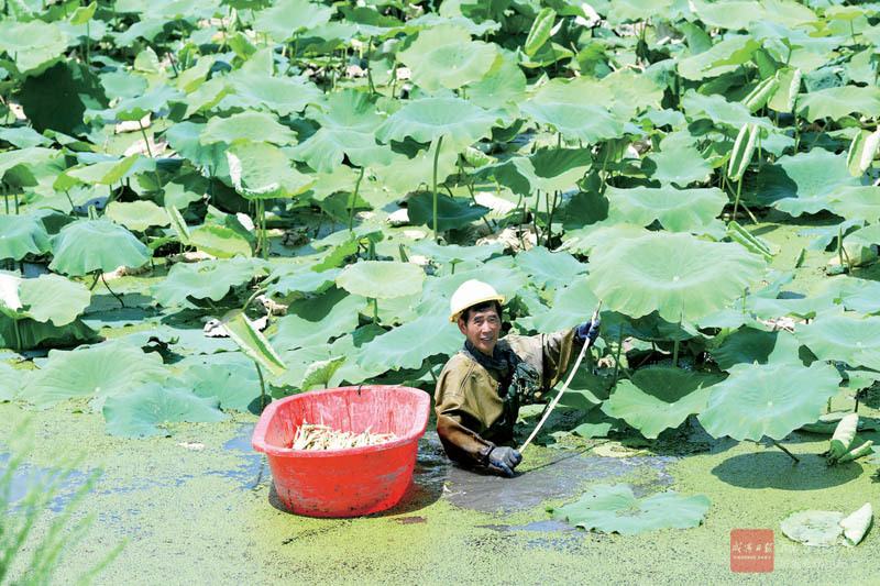 图文：藕鱼轮种养  经济效益好