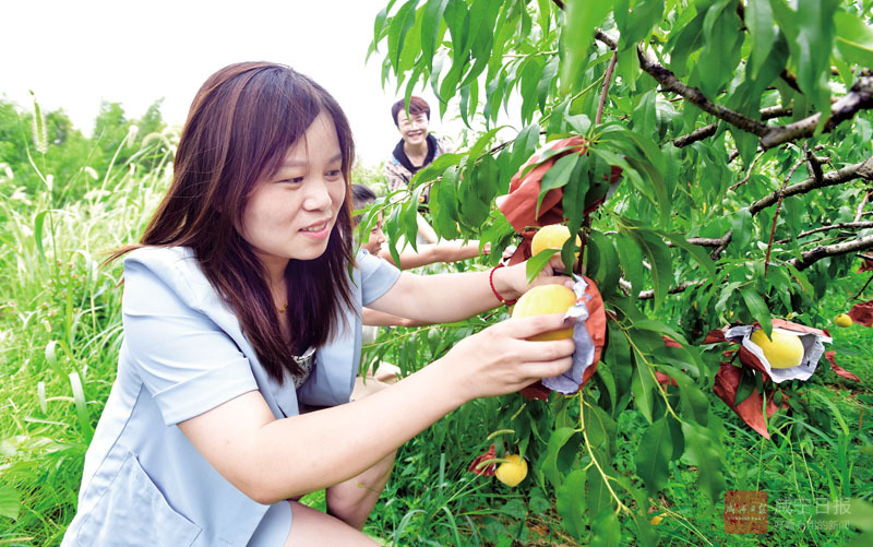 图文：黄桃熟游客来