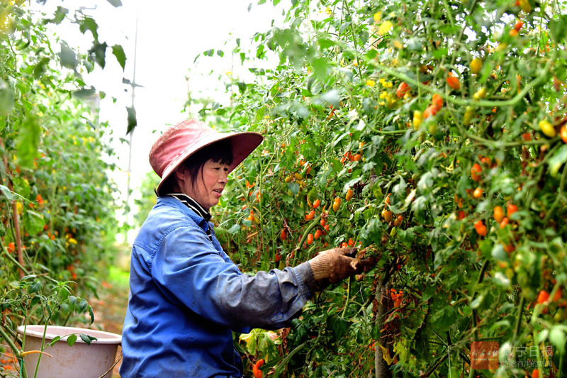 图文：番茄结硕果