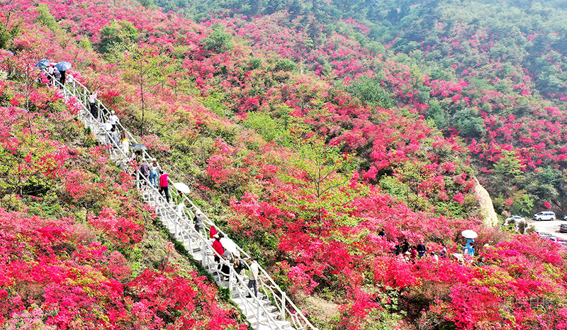 图文：杜鹃花开映山红