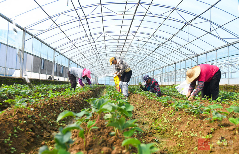 图文：草莓基地管护忙