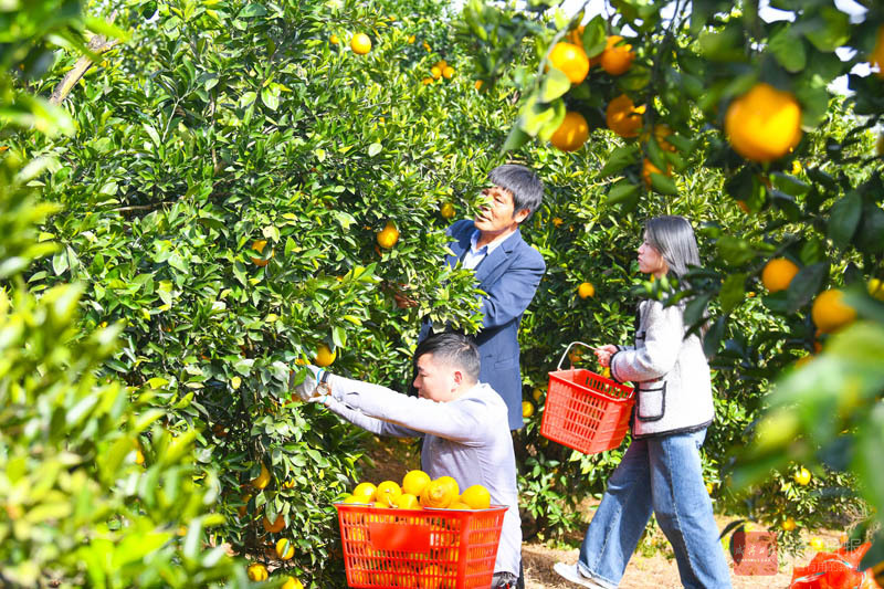 图文：脐橙采摘