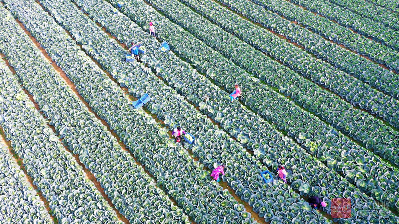 图文：崇阳蔬菜俏销长三角