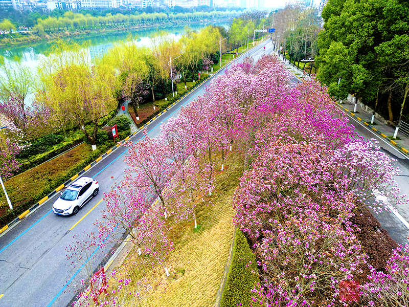 图文：春到香城