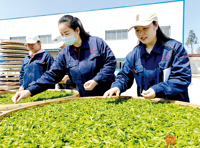 图文：名优春茶供销两旺