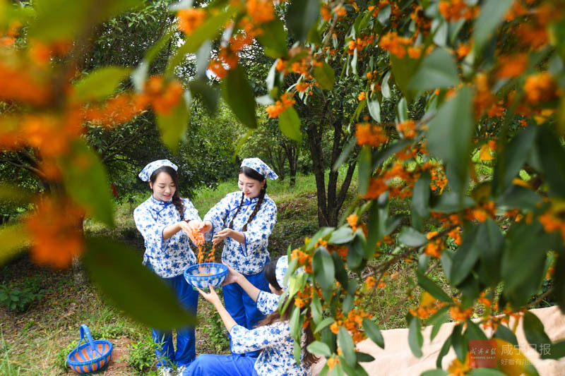 图文：桂花源 木樨香