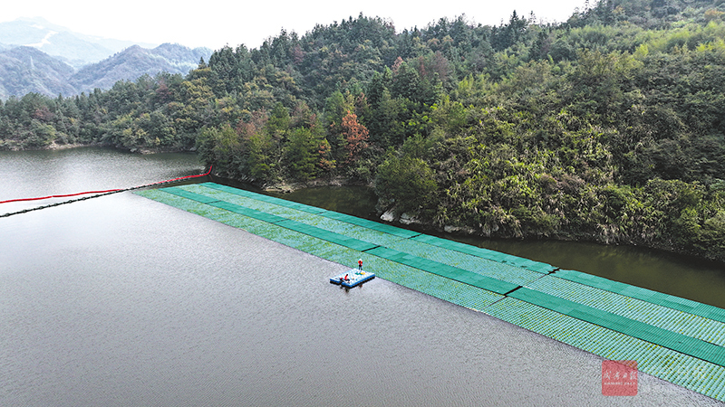 图文：生态浮岛 净化水质