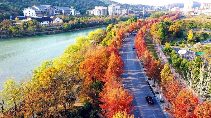 图文：彩叶斑斓 冬景缤纷