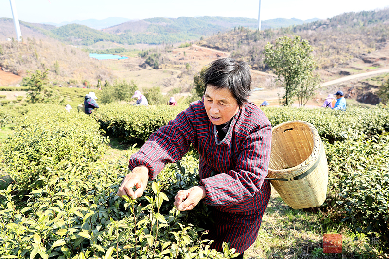 云海翠玉采春忙6.jpg