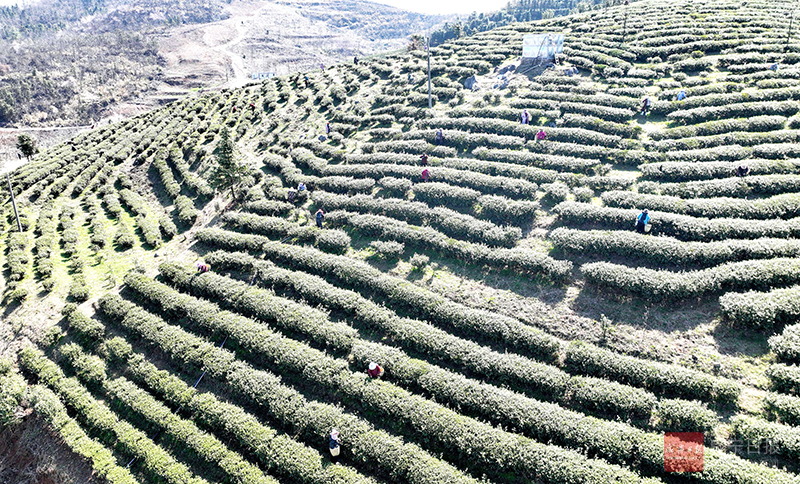 图文：白云山上采茶忙