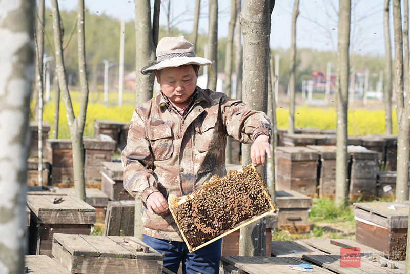 图文：春暖花开采蜜忙