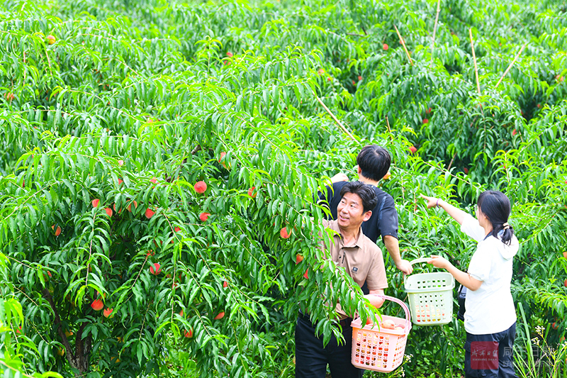 图文：种植鲜桃 甜蜜四季
