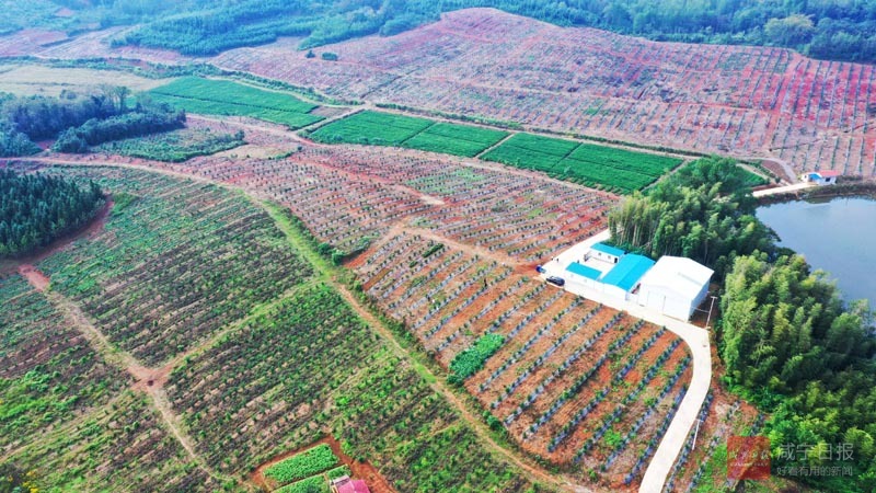 图文：种香柚 富乡村
