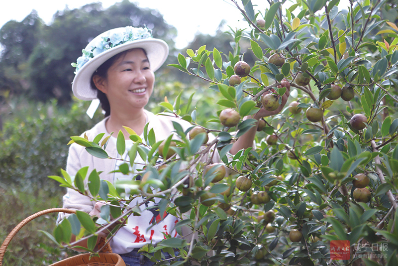 组图：油茶果点“绿”成“金”