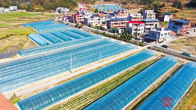 图文：助农增收 种植草莓