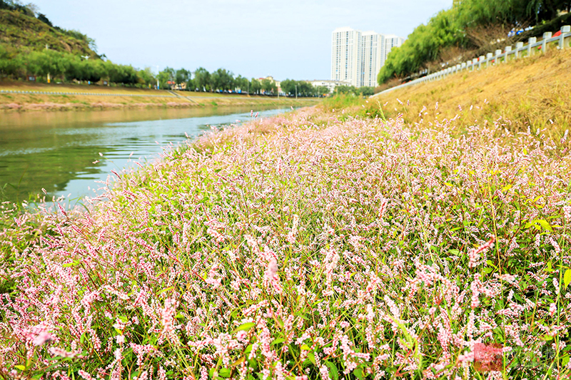 图文：初冬淦河 水蓼花开