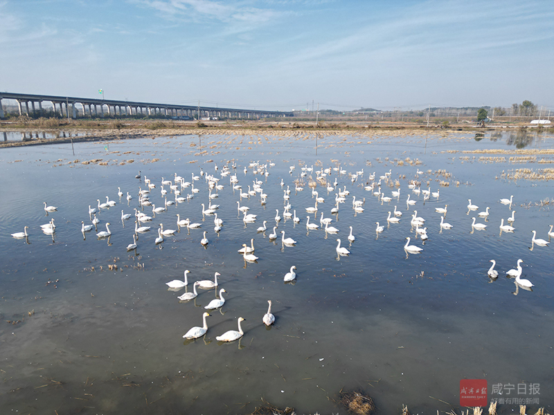 图文：小天鹅飞抵 向阳湖越冬