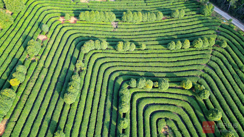 组图：诗意春天