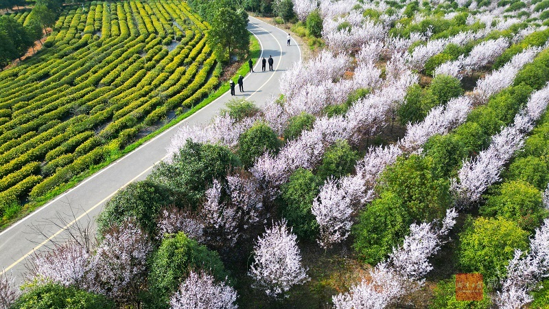 图文：春意正浓