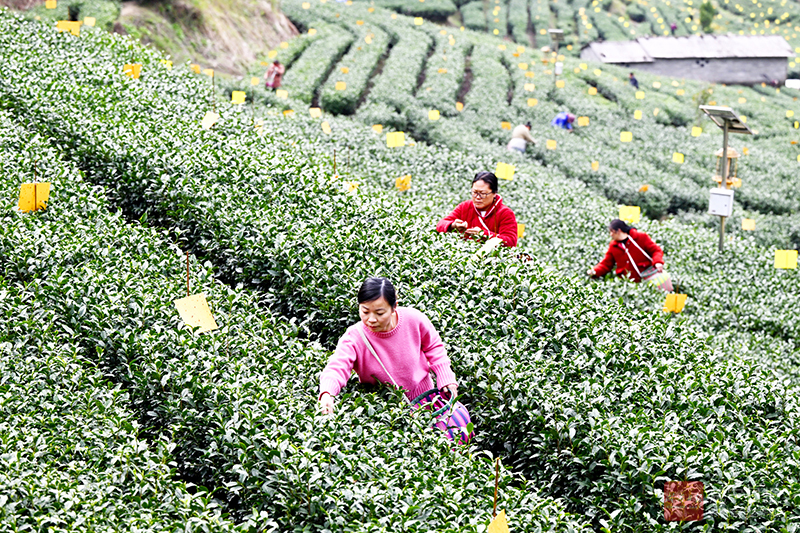 图文：生态茶园采茶忙