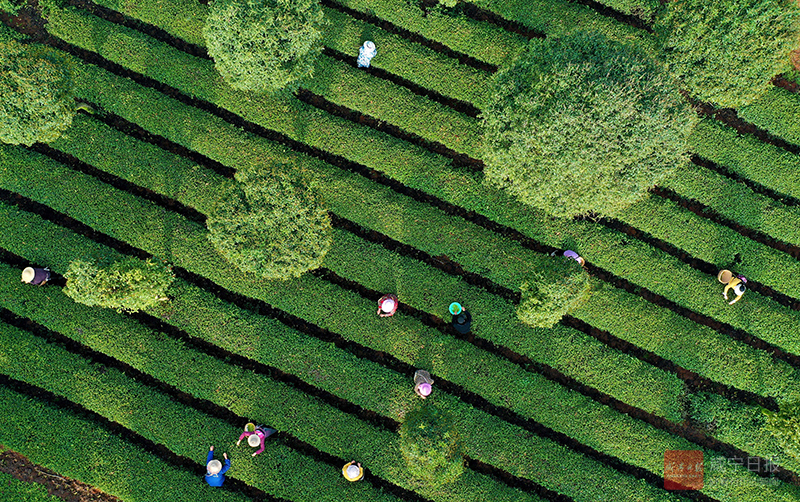 组图：桂花树下采春茶