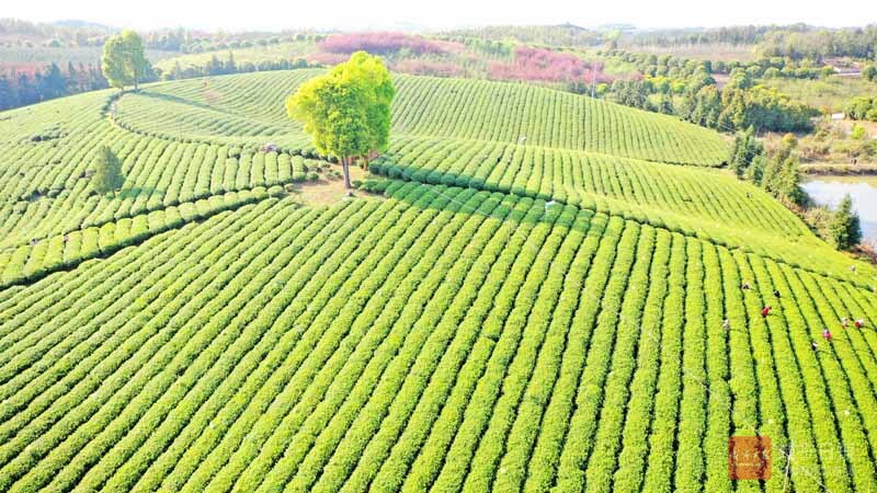 图文：生态茶园 风景如画