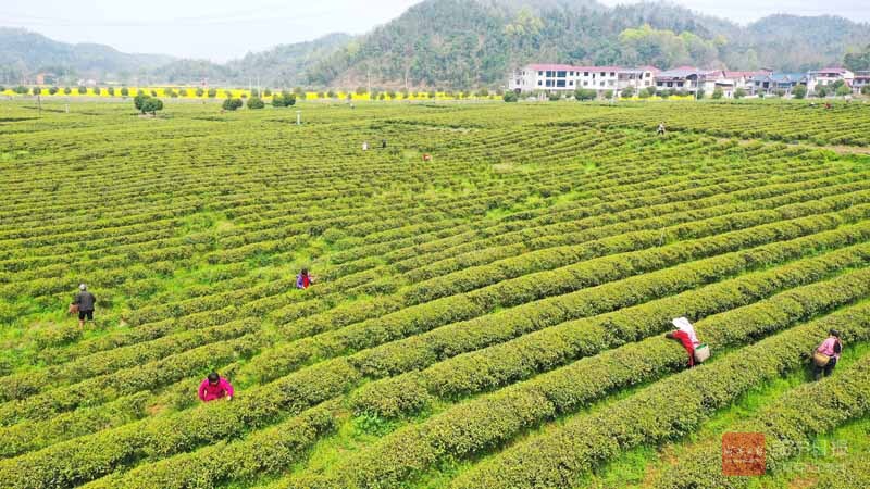 图文：茶叶采摘忙