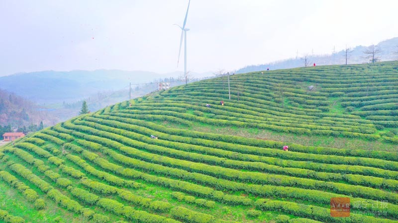 图文：高山云雾茶 采摘正当时