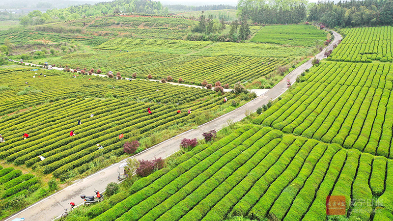 图文：“五彩茶园” 助推茶旅融合