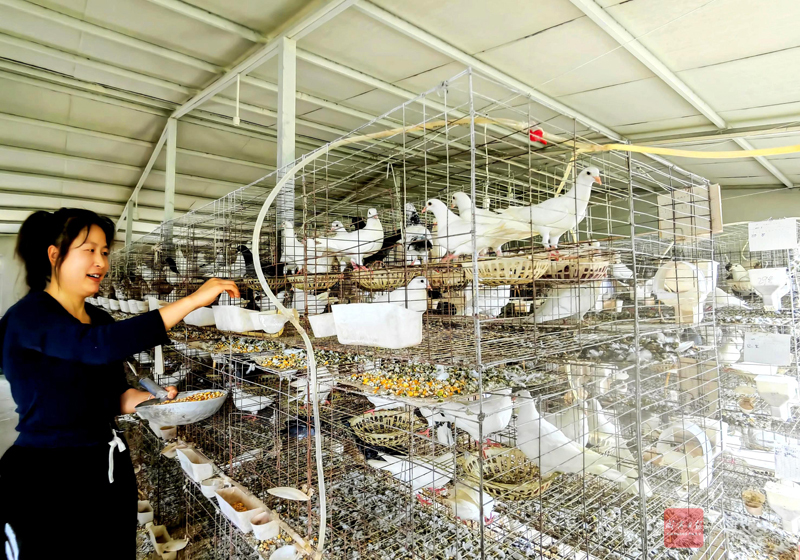 图文：养鸽兴业 增收致富